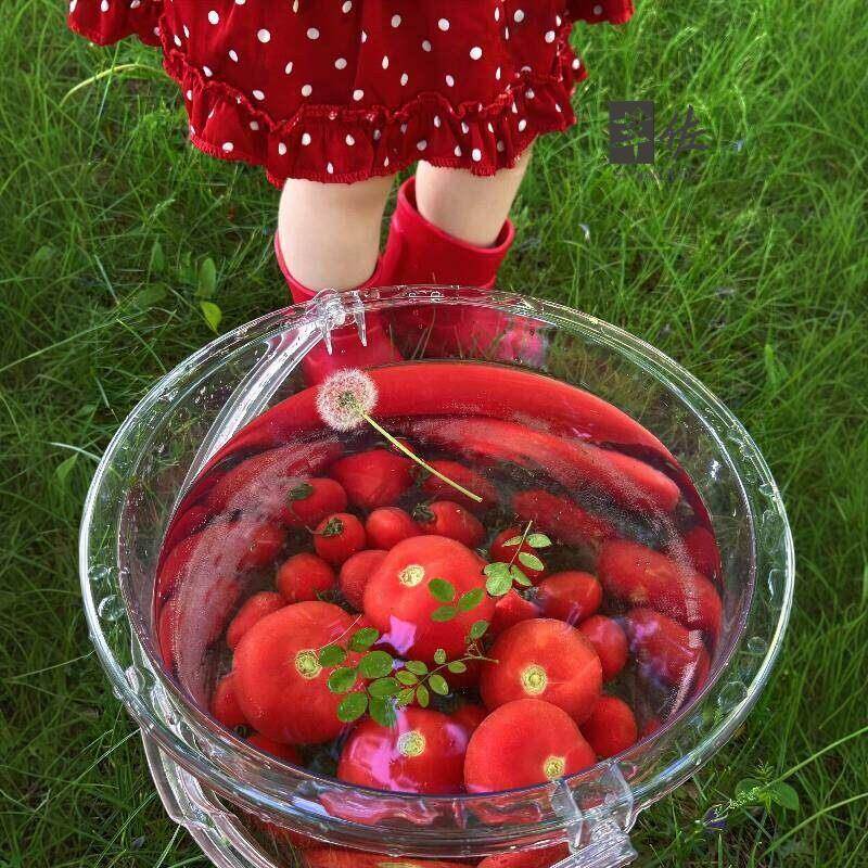 Food Grade Large Capacity Tran - Baby Food Intake ulasan dan harga